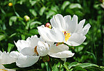 校园白芍药花