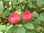 美丽的月季花