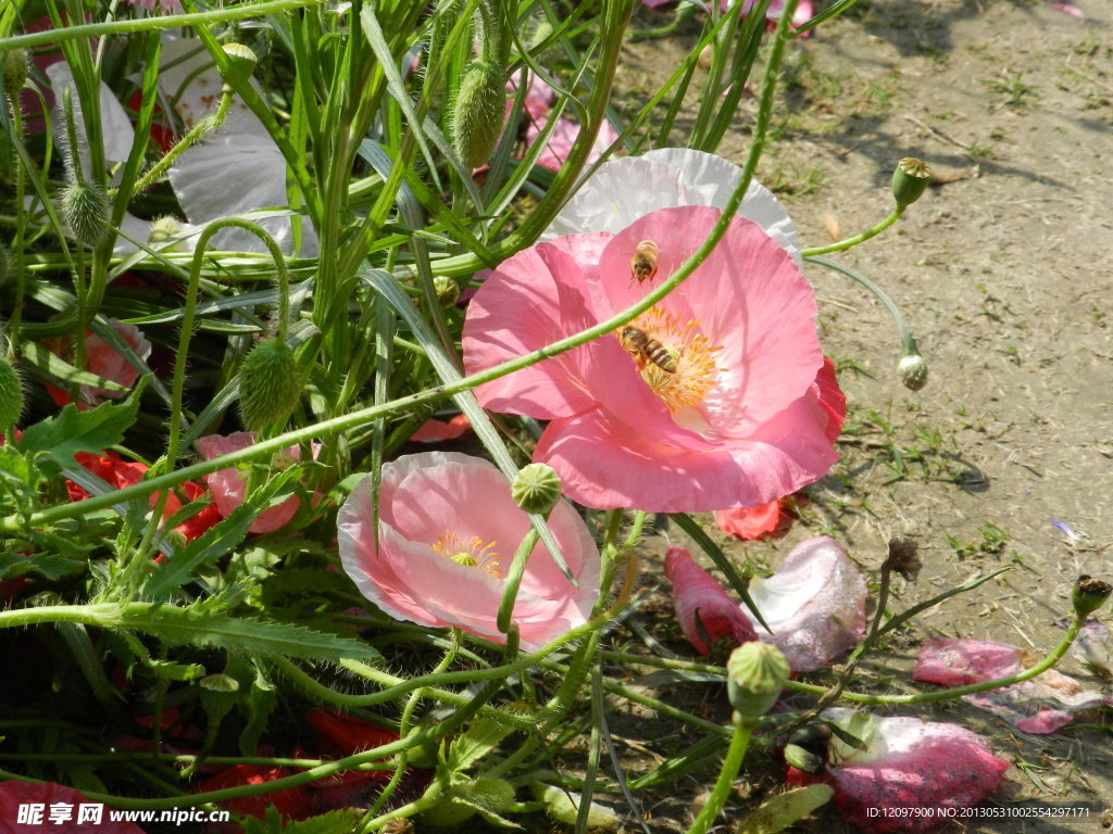 两只蜜蜂与花儿