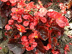 红色树红色花