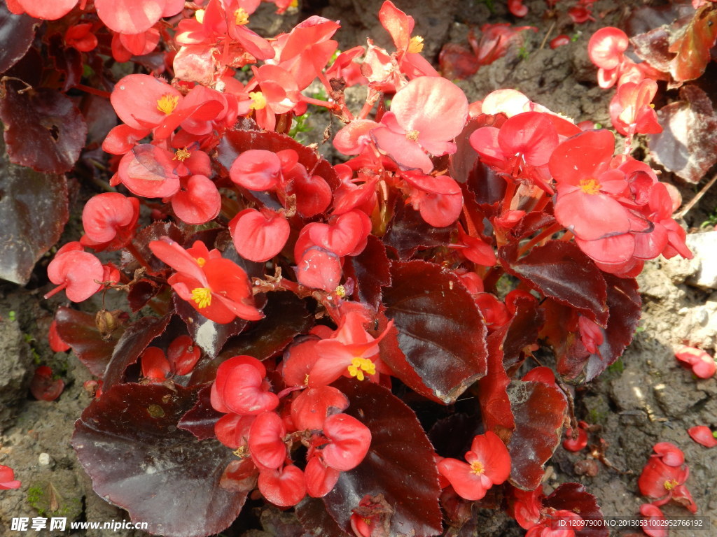 红色树红色花