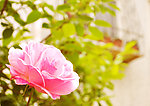 月季花