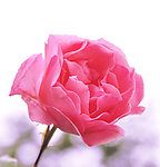 月季花