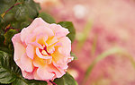 月季花