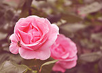 月季花