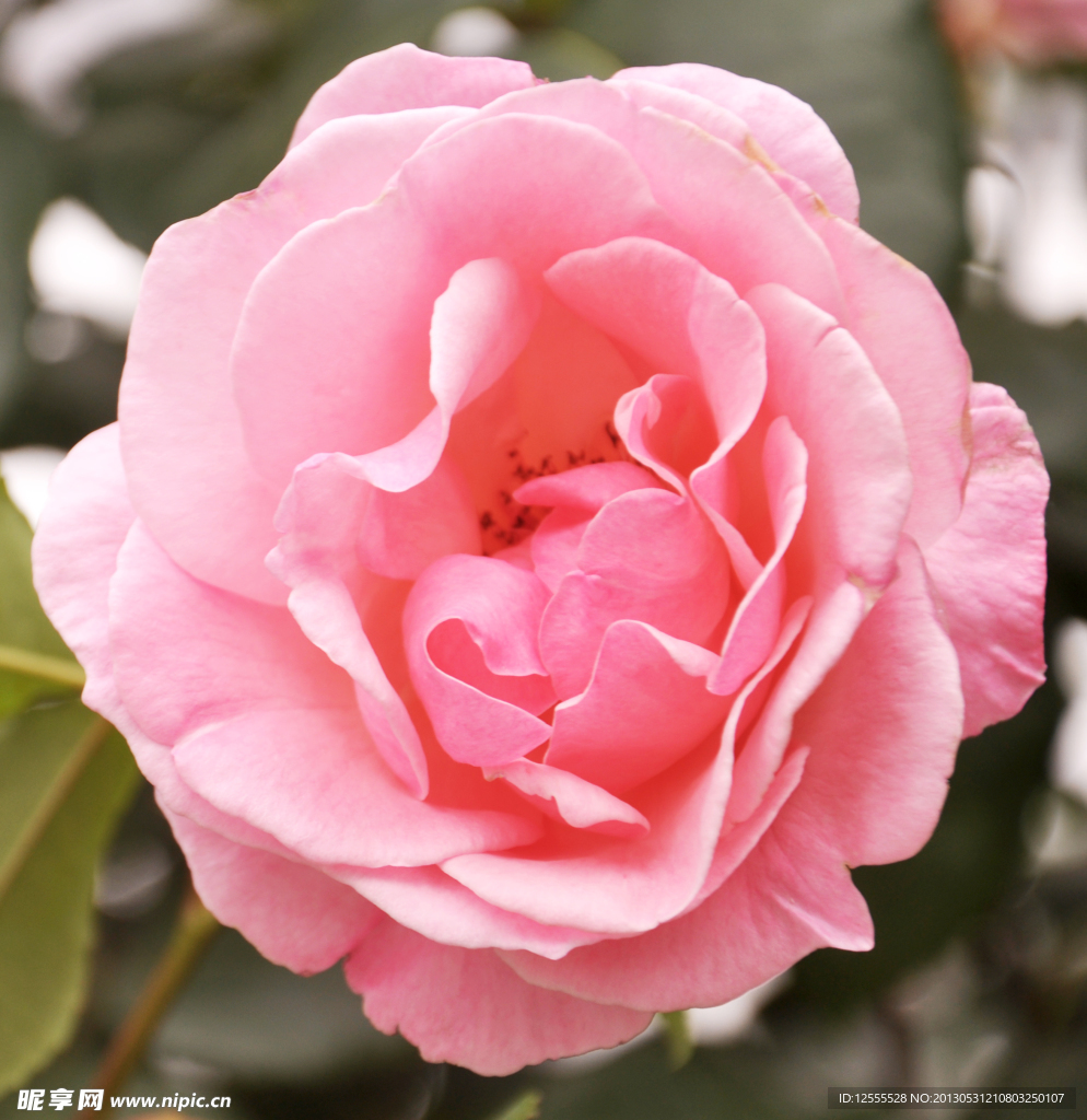 月季花