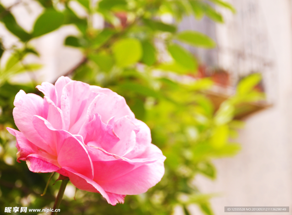 月季花