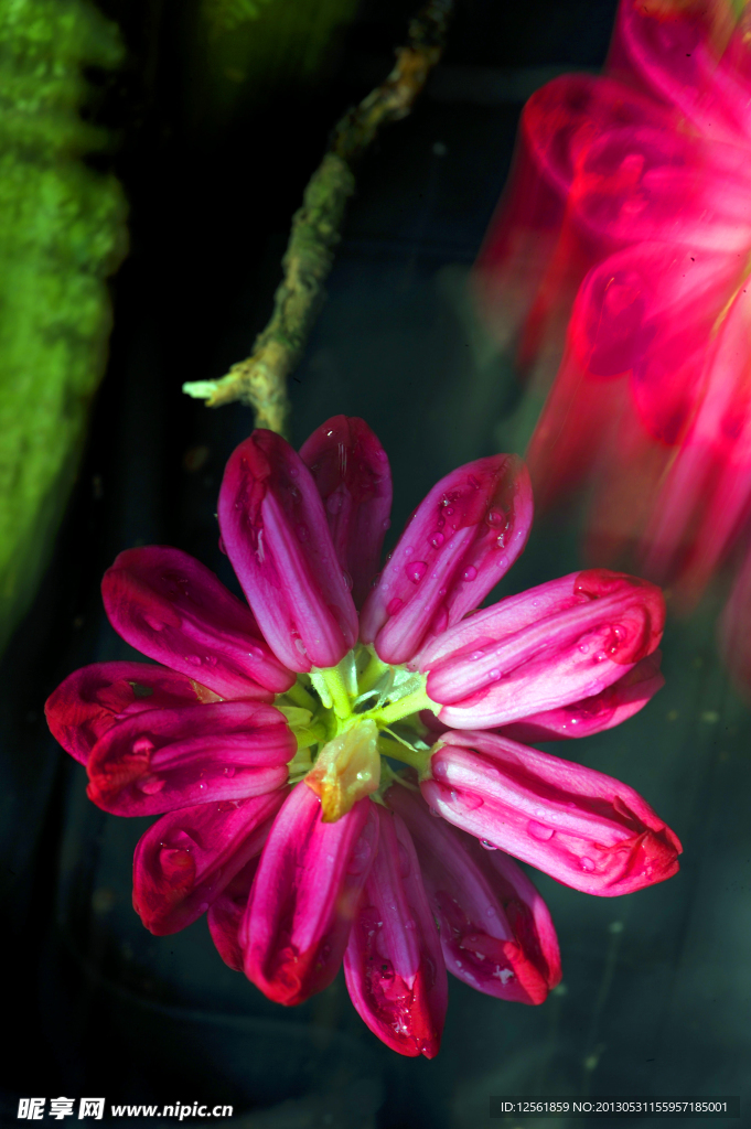 魅力花海