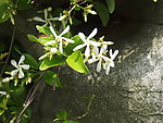 石壁小花
