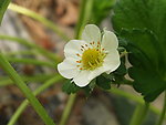 小花