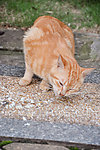 猫咪