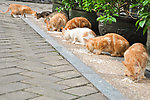 野猫