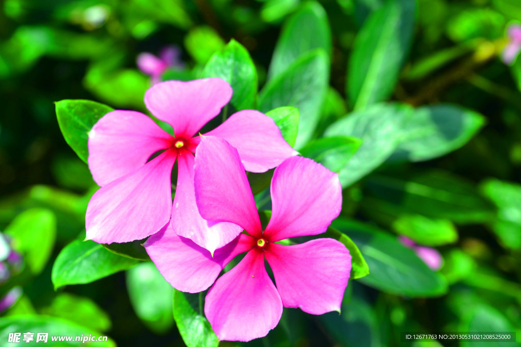 长春花