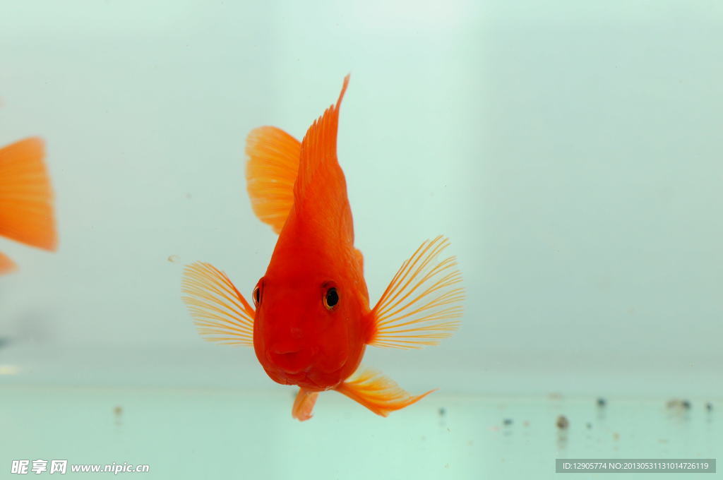 血鹦鹉