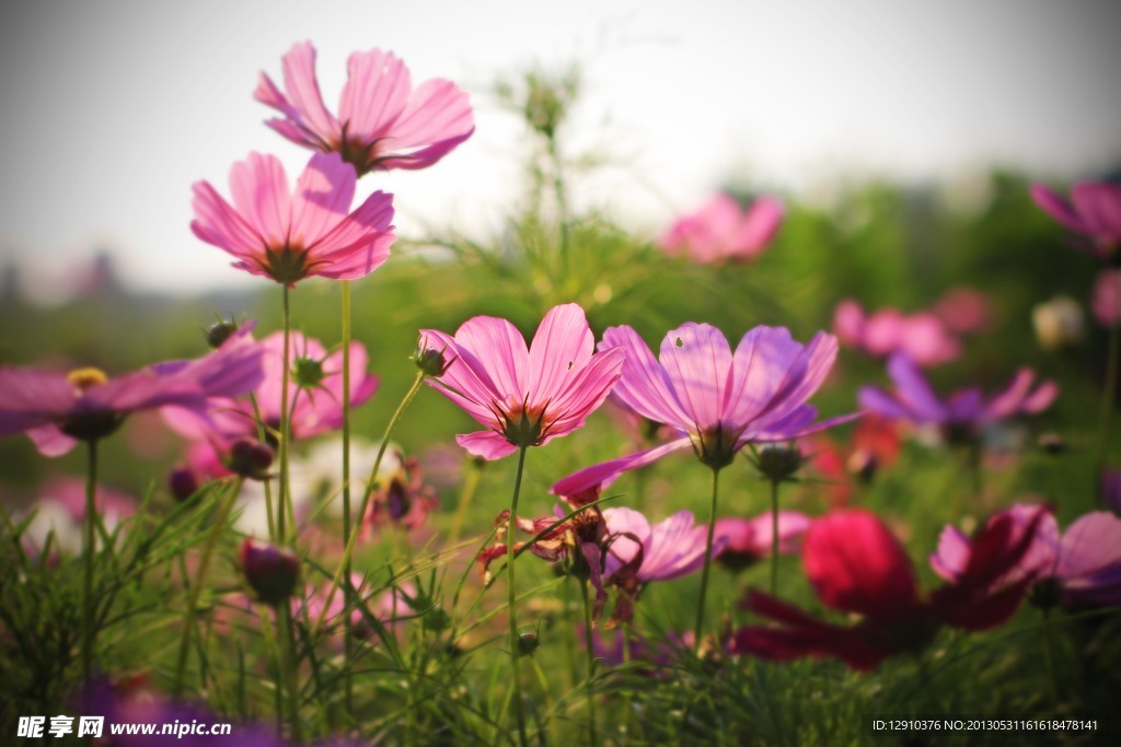 花 格桑花