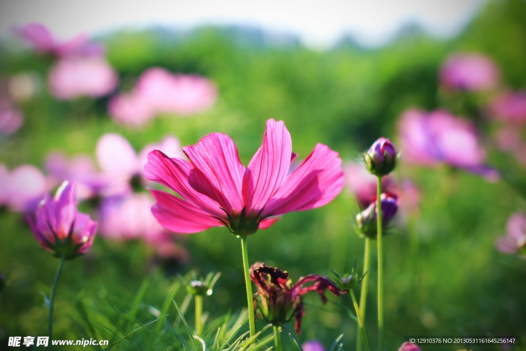 花 格桑花