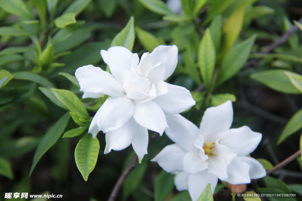 桅子花