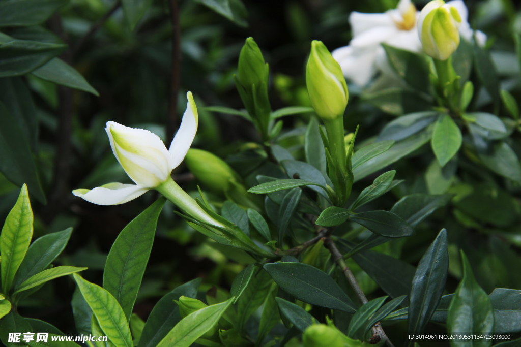 桅子花