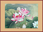 国画 荷花