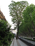 大树