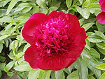 芍药
