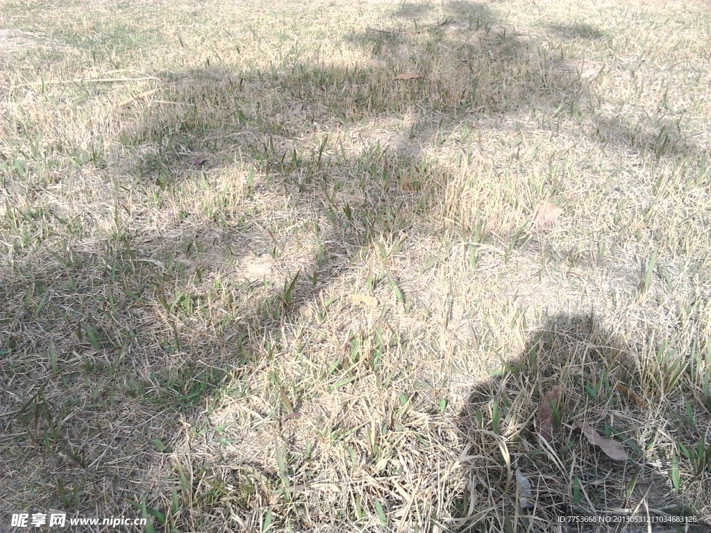 草地