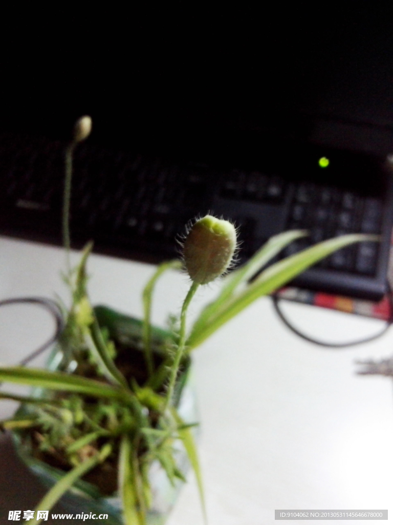 植物花苞