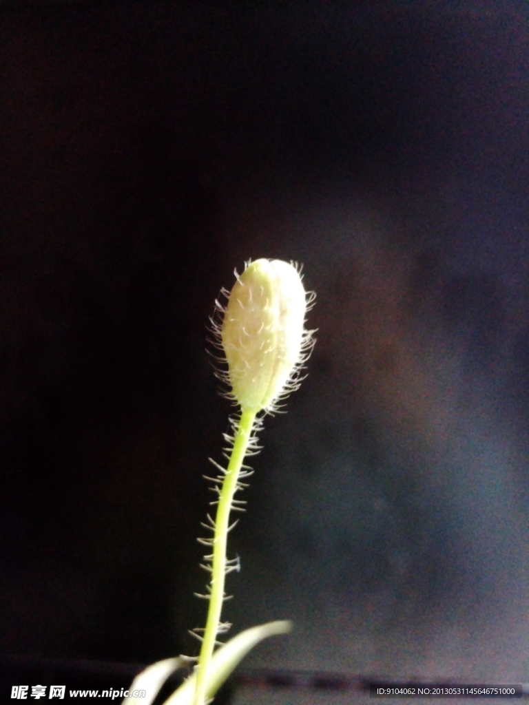 绿色植物花苞