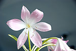 玉米兰花开
