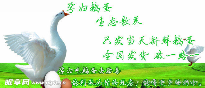 鹅蛋图