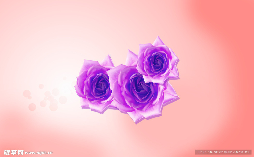 玫瑰花