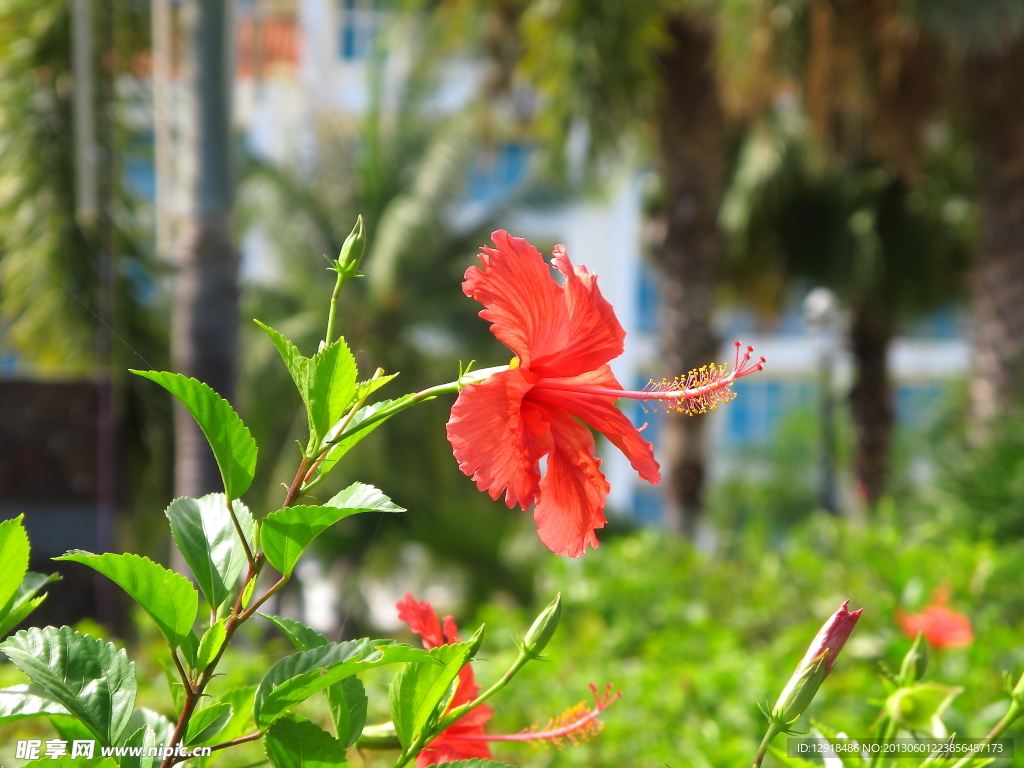 扶桑花