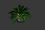 植物模型