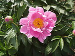 芍药