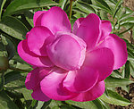 芍药