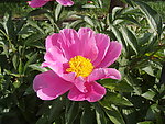 芍药