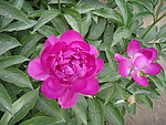 芍药