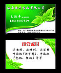 绿色 名片