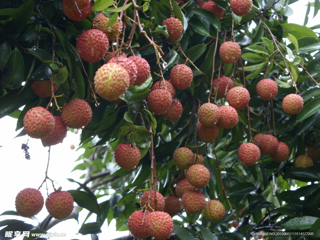 荔枝