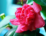 茶花