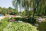 圆明园夏景