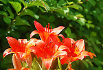 校园中的百合花