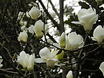 玉兰花