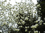 玉兰花