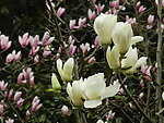 玉兰花