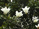 玉兰花
