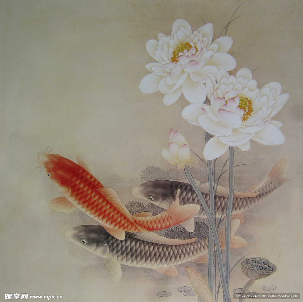 荷花鲤鱼