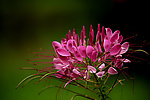醉蝶花