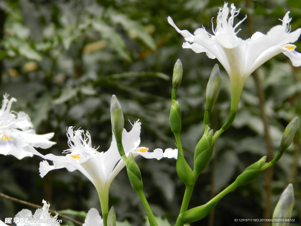 花草