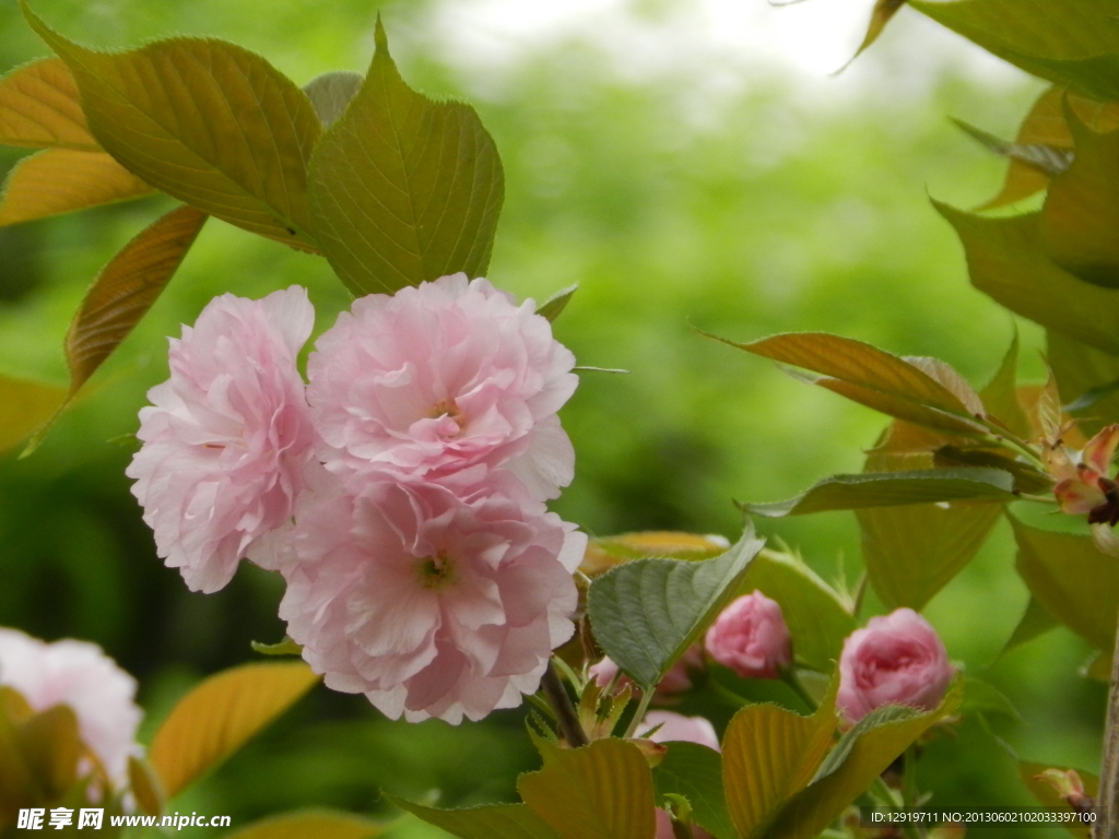 花草